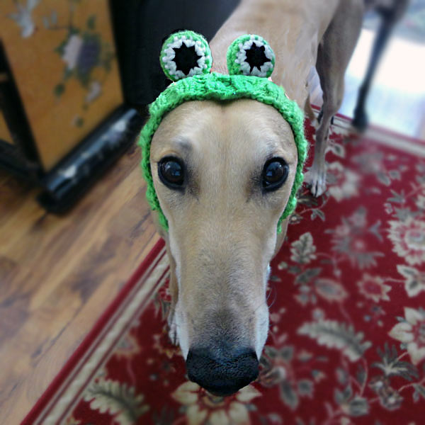 greyhound snood australia